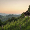 Отель Vineyard Cottage Pavlin 1, фото 20