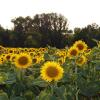 Отель Agriturismo Rustichino, фото 4