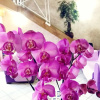 Отель Suite Orchidea, фото 16