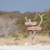 Отель Ongava Tented Camp, фото 15