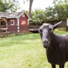 Отель The Social Goat Bed and Breakfast, фото 21