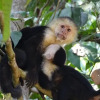 Отель Osa Tucan Drake, фото 25