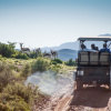 Отель Buffelsdrift Game Lodge, фото 47