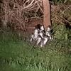 Отель Diamond Island Resort & Bicheno Penguin Show, фото 46