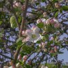 Отель Castello Schloss Lichtengraben, фото 16