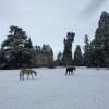 Отель Château Le Boisrenault, фото 19