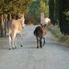 Отель Agriturismo Podere Diacceroni, фото 14