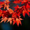 Отель Chousenkaku Kameya, фото 22