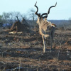 Отель Mbbavala Lodge, фото 23