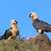 Отель Witsieshoek Mountain Lodge, фото 12