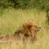 Отель Tintswalo Safari Lodge, фото 20