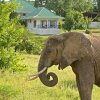 Отель Sanctuary Chichele Presidential Lodge в Национальном парке South Luangwa