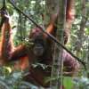 Отель Arut Riverside Orangutan Guest house, фото 4