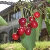 Отель B&B Bosco dei Cervi, фото 1