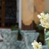 Отель Simurg Halal Luxury Hotel, фото 8
