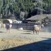 Отель Margit's Ranch Urlaub am Pferdehof, фото 18