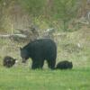 Отель Little Black Bear Lodge/B&B, фото 30