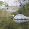 Отель Hanumanti River View Resort, фото 15