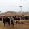 Отель Punjabiyat near Amritsar, фото 10