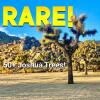 Отель The Way Out Ranch. Escape to Solitude on 2.5 acres, фото 1