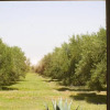 Отель Atlas Olive Retreat, фото 6