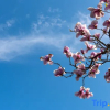 Отель Moganshan Jingshe Holiday Homestay, фото 8