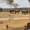 Отель Tangala Safari Camp, фото 16