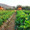 Отель Pai See Tong Strawberry Farm Resort, фото 1