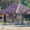 Отель Safari Resort Beekse Bergen, фото 37