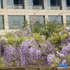 Отель Bei Long Garden Hotel - Qingzhou, фото 1