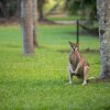 Отель Daintree Wild Zoo & B&B, фото 11