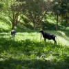 Отель Angico Hotel Fazenda, фото 23