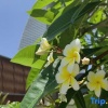 Отель Sanya Yuping Liwan Holiday Apartment (Haitang Bay Duty Free City Branch), фото 15