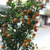 Отель Thao Nguyen Phat Homestay, фото 12