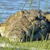 Отель Makakatana Bay Lodge, фото 27