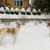 Отель Swiss Borzoi House, фото 8