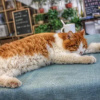 Отель Xiyu Hostel · Cat Café, фото 18