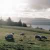 Отель Charming Yurt in Kelburn Estate Near Largs, фото 7