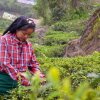 Отель Goomtee Tea Garden Retreat, фото 12