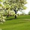 Отель Dogwood Hills Golf Resort, фото 16