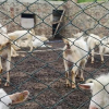 Отель Sosyete Cobani Dogal Yasam Oteli, фото 19