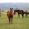 Отель Agriturismo La Colombaia, фото 7