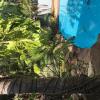 Отель Tanglewood Gardens Rainforest Retreat, фото 4