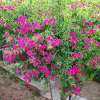 Отель Eleftheria, фото 14