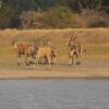 Отель Chaminuka Lodge and Nature Reserve, фото 17