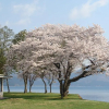 Отель Tazawako Rose Park Hotel, фото 9