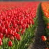 Отель Tuinzicht, фото 5