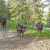 Отель Eden Valley Guest Ranch, фото 22