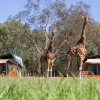 Отель Zoofari Lodge at Taronga Western Plains, фото 8