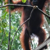 Отель Arut Riverside Orangutan Guest house, фото 43